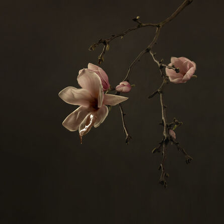 Marie Cecile Thijs, ‘Magnolia’, 2018