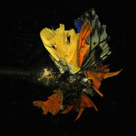 Mat Collishaw, ‘Insecticides 13-18’, 2010