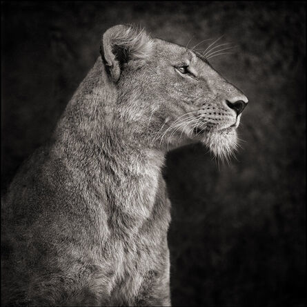 Nick Brandt, ‘Portrait of Lioness against Rock’, 2007