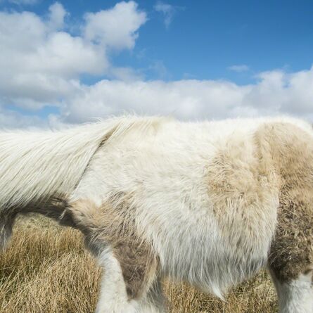 Cig Harvey, ‘Dartmoor Pony and Sky, Devon, England’, 2013