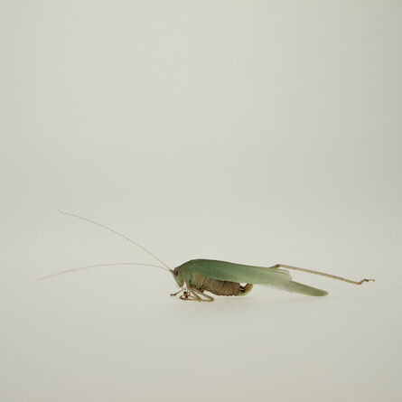 Hiroshi Watanabe, ‘TDTDC 29 (Grasshopper)’, 2011