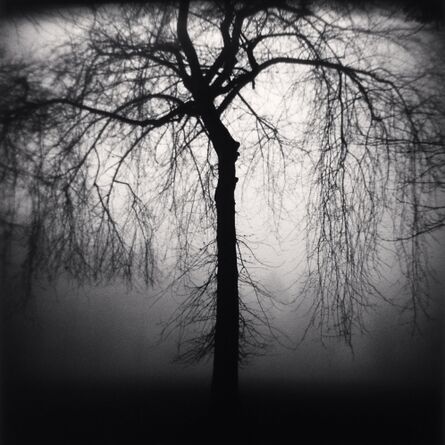 Michael Kenna, ‘Wilshire Park Tree, Portland, Oregon’, 2004