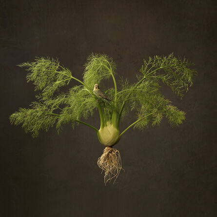 Marie Cecile Thijs, ‘Fennel and Bird’, 2016