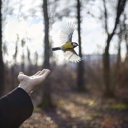 Cig Harvey, ‘The Goldfinch, St. Petersburg, Russia’, 2014