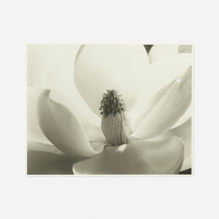 Imogen Cunningham, ‘Magnolia Blossom’
