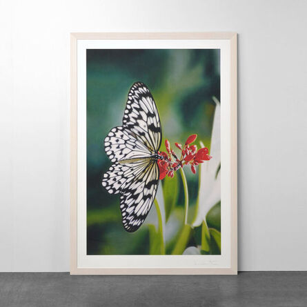 Damien Hirst, ‘Paper Kite Butterfly on Oleander’, 2011