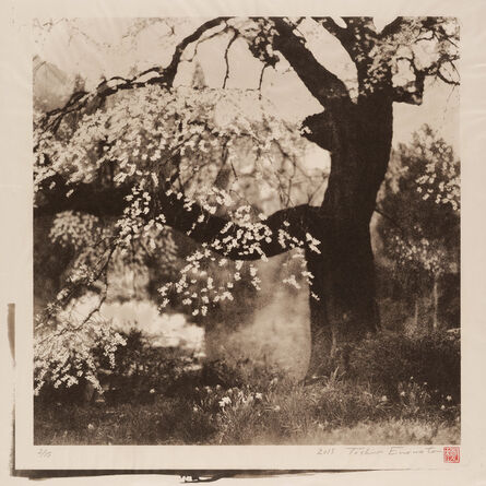 Toshio Enomoto, ‘Black Ship Cherry Tree in Achi-mura, Nagano’, 2015