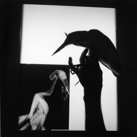Graciela Iturbide, ‘Radiografía de un pájaro. Oaxaca. México’, 1999