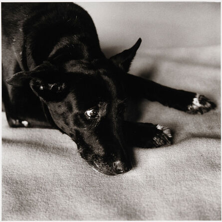 Peter Hujar, ‘Clarissa Dalrymple's Dog, Kirsten’, 1984
