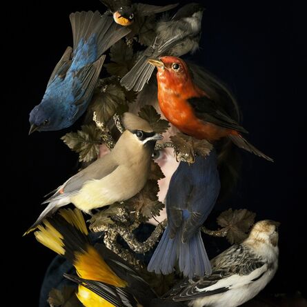 Cig Harvey, ‘Birds of New England’, 2017