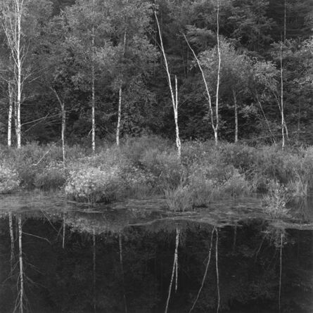 付 羽, ‘桦树和倒影 Birches and the Reflection’, 2017