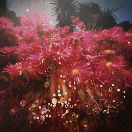 Dianne Bos, ‘Cactus Flowers 10, Cap Roig Botanical Garden, Spain’, 2019