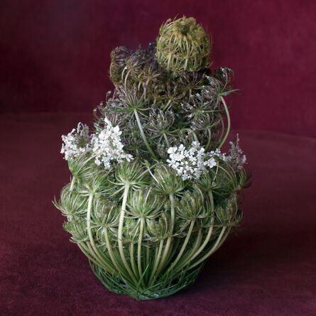 Helen Sear, ‘Wild Flower Arrangement No. 4 (Daucus Carota)’, 2015
