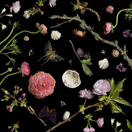 Paulette Tavormina, ‘Botanical I Cherry Blossoms’, 2013