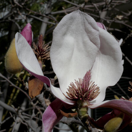 Hiroshi Watanabe, ‘TDTDC 38 (Magnolia Flower)’, 2009