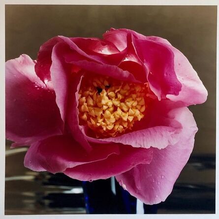 Peter C. Jones, ‘A Bientot, Large Format Pink Flower Photo 24X20 Color Photograph Beach House RI’, 2000-2009