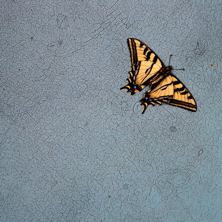 Hiroshi Watanabe, ‘TDTDC 16 (Swallowtail Butterfly)’, 2009