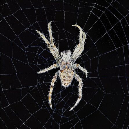 Ishbel Myerscough, ‘Spider on web’, 2013