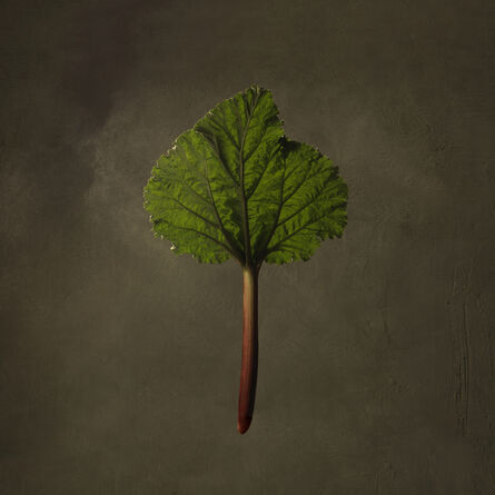 Marie Cecile Thijs, ‘Rhubarb’, 2016