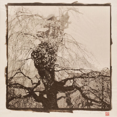 Toshio Enomoto, ‘Drooping Cherry Tree in the Morning Fog 1’, 2016