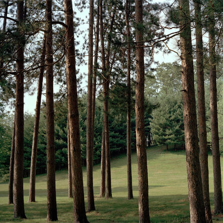 Maria Passarotti, ‘Forest’, 2006