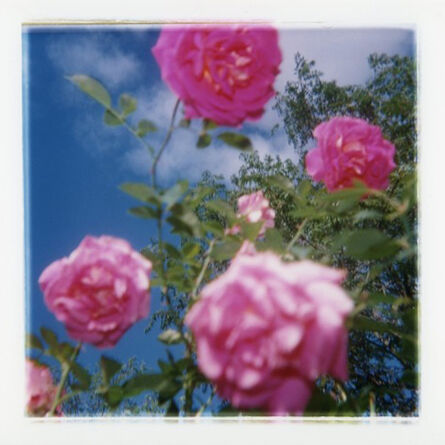 David Rasmus, ‘Flower 208-10’, 1997