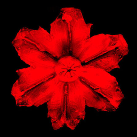 Rubem Robierb, ‘Power Flower N - 1 (Red on Black)’, 2016