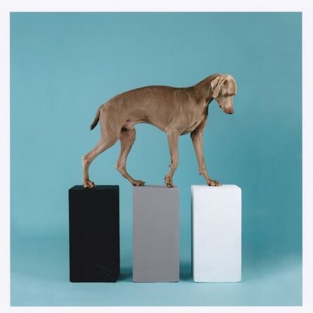 William Wegman, ‘Dog with Three Cubes, 2016 - Signed digital print’, 2016