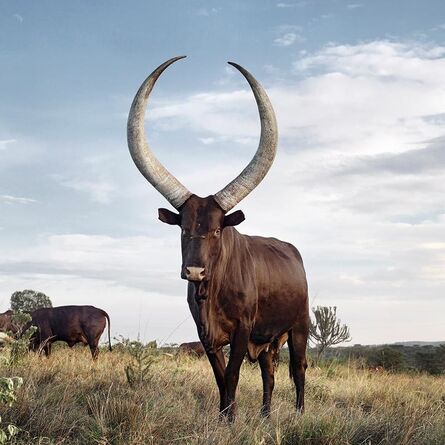 Daniel Naudé, ‘ Ankole Cow. Outside Mbarara, Kiruhura district, Western Region, Uganda’, 2012