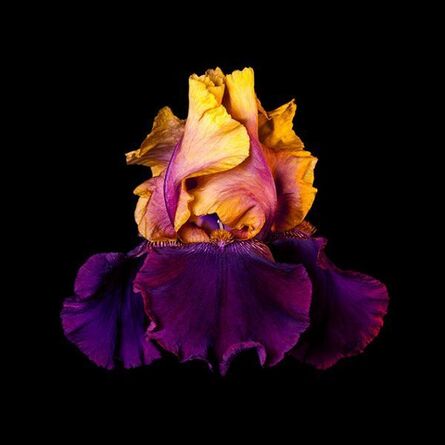 Rob Munday, ‘Naturalium 5 – Bearded Iris’, ca. 2019