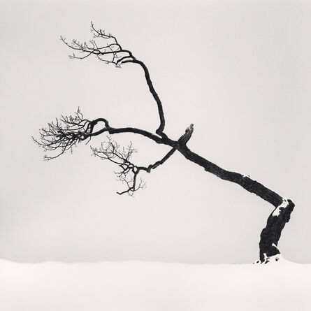 Michael Kenna, ‘Kussharo Lake Tree, Study 6, Kotan, Hokkaido, Japan’, 2007