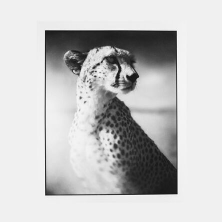 Nick Brandt, ‘Portrait of Cheetah Against Dark Sky - Maasai Mara (from On This Earth Portfolio)’, 2004