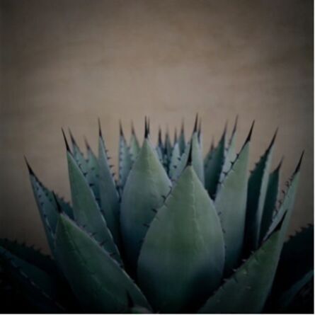 Allison V. Smith, ‘Cactus. October 2011. Marfa, Texas’, 2013