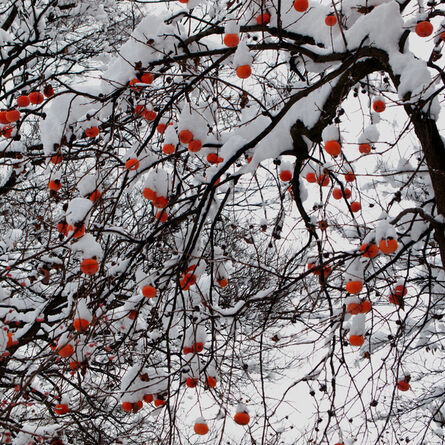 Hiroshi Watanabe, ‘The Day The Dam Collapses  #25 (Persimmons)’, 2009