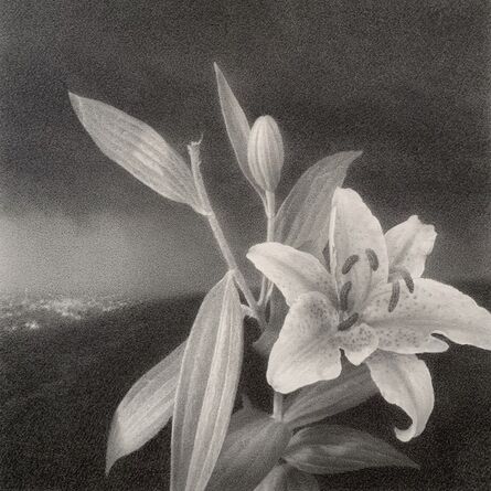 Lewis Chamberlain, ‘The lily’, 2020