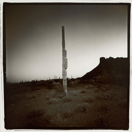 Richard Misrach, ‘Saguaro #7, Arizona, from the Saguaro Suite’, 1975