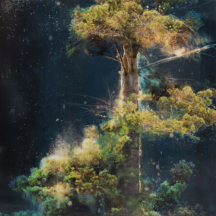 Steven Nederveen, ‘Sacred Tree’, 2019