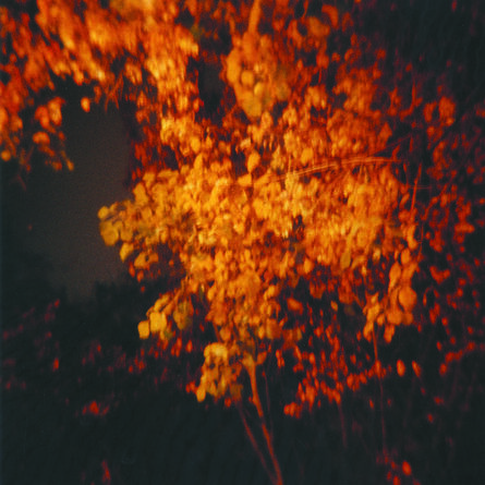 Amy Blakemore, ‘Glowing Tree’, 1997