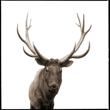 Nine Francois, ‘Elk I’, 2017