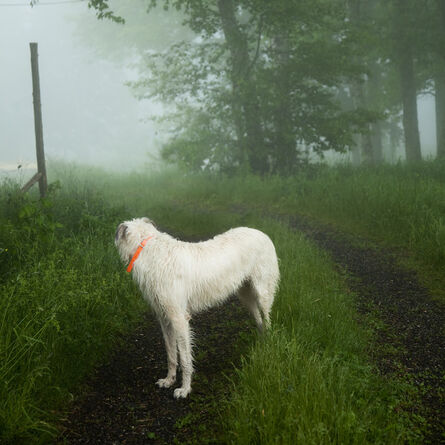 Cig Harvey, ‘The Wolfhound, Hope, Maine’, 2011