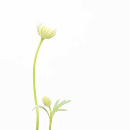 KONDO Satoru, ‘Pincushion flower 1’, 2010