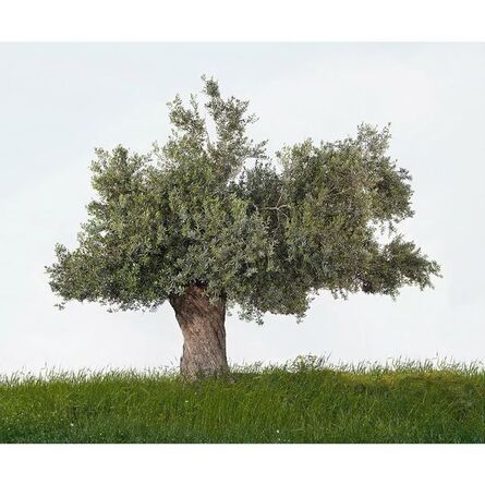 Tal Shochat, ‘Olive Tree’, 2013