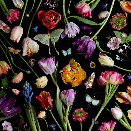 Paulette Tavormina, ‘Botanical VII (Tulips)’, 2014