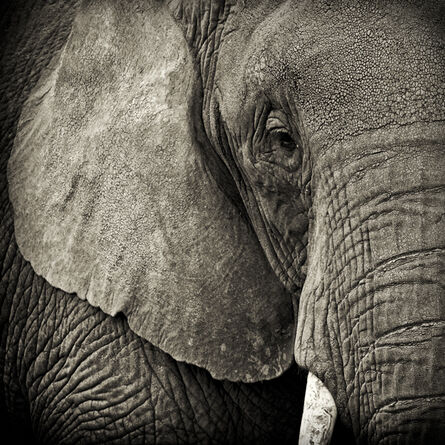 Paul Coghlin, ‘Portrait of an Elephant’, 2009