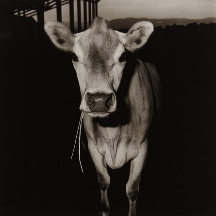Peter Hujar, ‘Cow with Straw in Its Mouth’, 1978