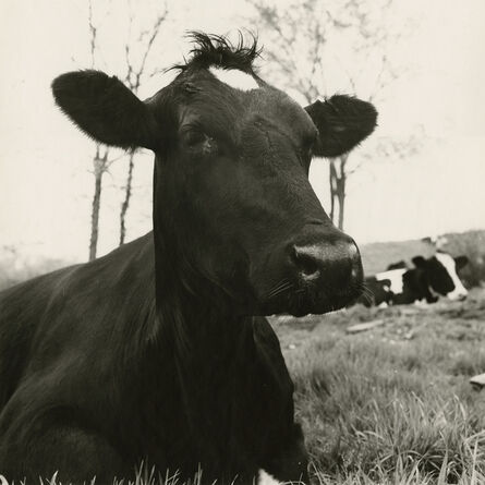 Peter Hujar, ‘Face of a Cow Lying Down, Hyrkin Farm’, 1978