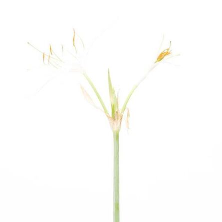KONDO Satoru, ‘Spider Lily’, 2010