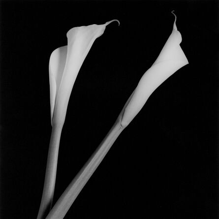 Robert Mapplethorpe, ‘Calla Lilies’, 1985