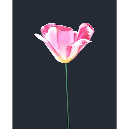 Charles Pachter, ‘Pink Tulip’, 2021