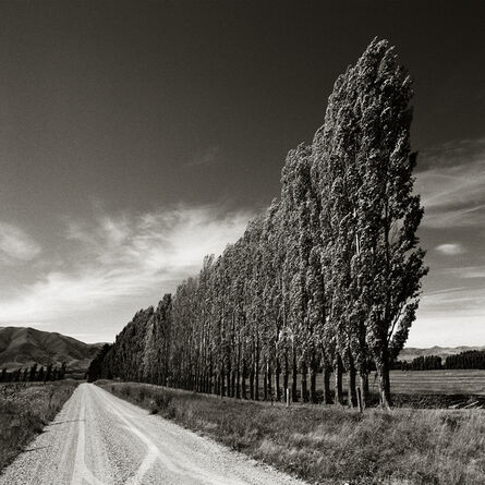 Chris Simpson, ‘Poplars, South Island, New Zealand’, 2003
